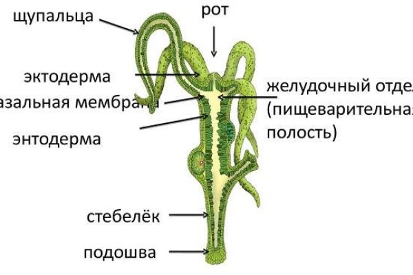 Кракен адрес тор